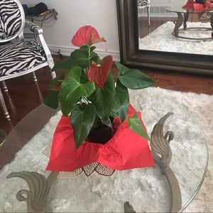 Meet your Posher, Jin